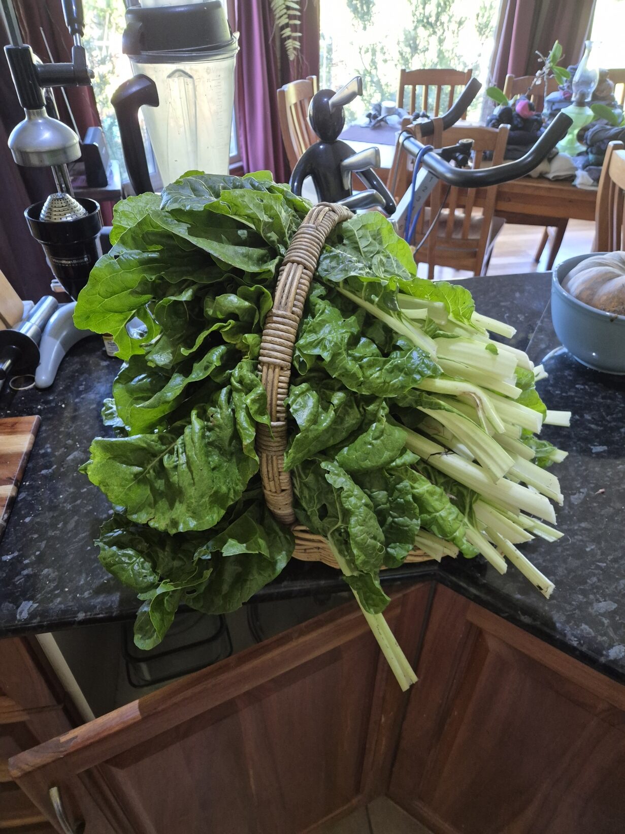 A wicker basket piled high with freshly cut silverbeet, dark green crinkled leaves and pale white-green stalks, sitting on a dark granite kitchen bench