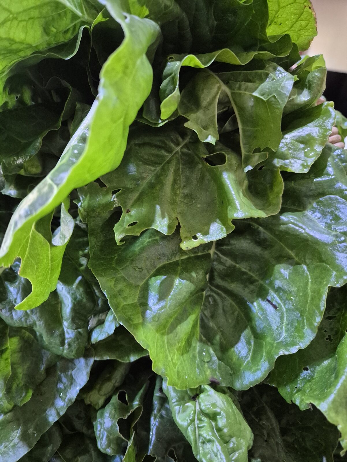 Close-up of glossy dark green silverbeet leaves, a few with small holes nibbled by insects, showing the deep crinkled texture of homegrown leaves