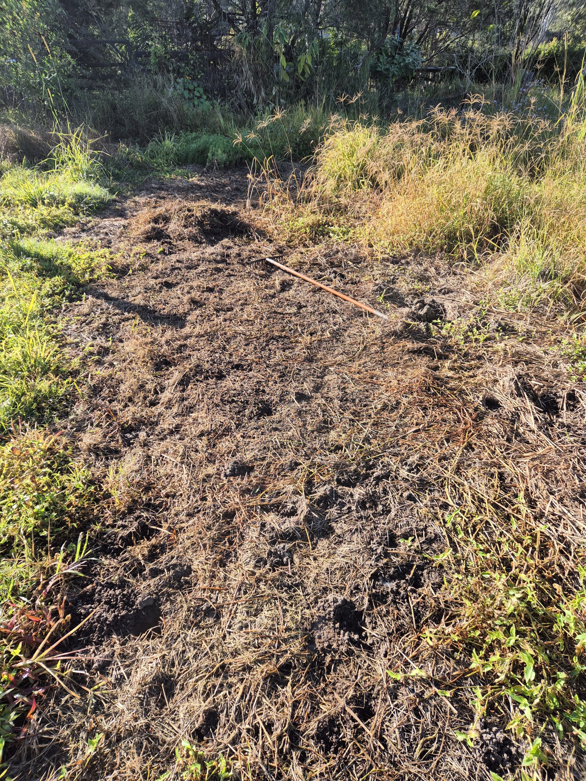 A cleared and raked garden bed with dead grass and roots turned over, a garden rake lying across the patch, surrounded by long grass at the edges
