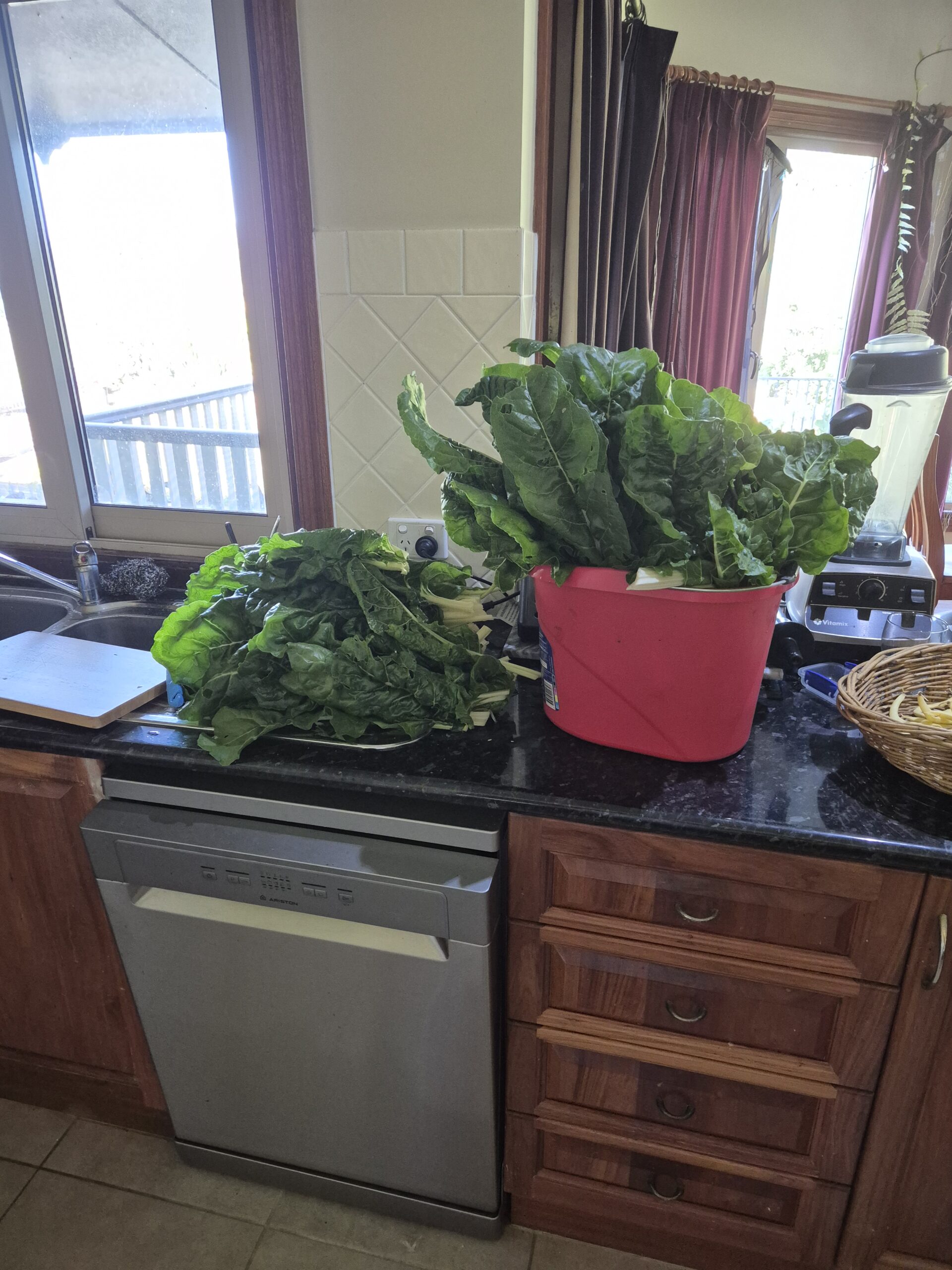 A kitchen bench with two large harvests of dark green silverbeet, one piled on a tray and one filling a red bucket, next to a sink and a Vitamix blender