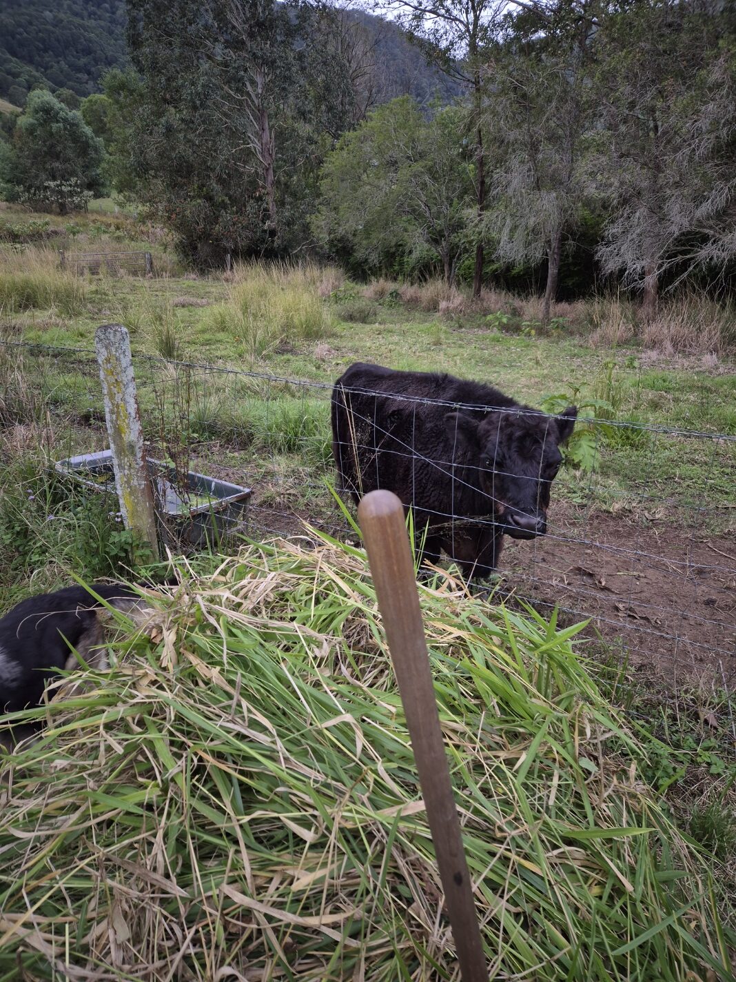 A wheelbarrow piled high with fresh green mowed grass beside a winter paddock.