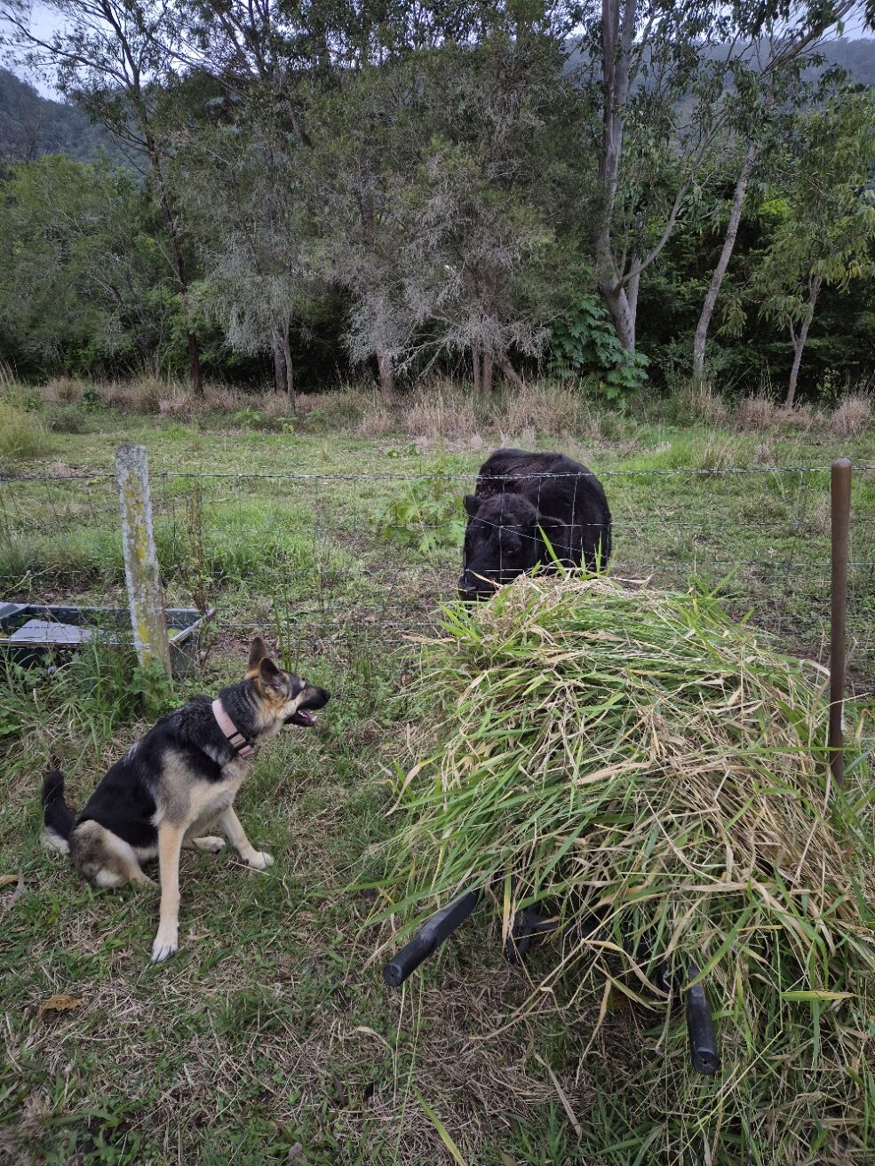 An alert guard dog sitting at the edge of a green paddock, watching over the stock and the mowing.
