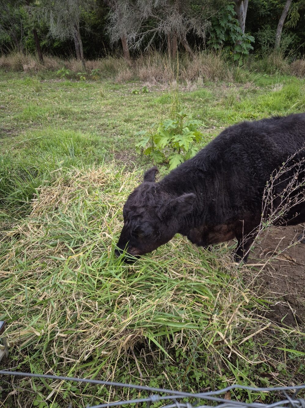 A small black Lowline calf chewing on fresh green grass in a winter paddock.