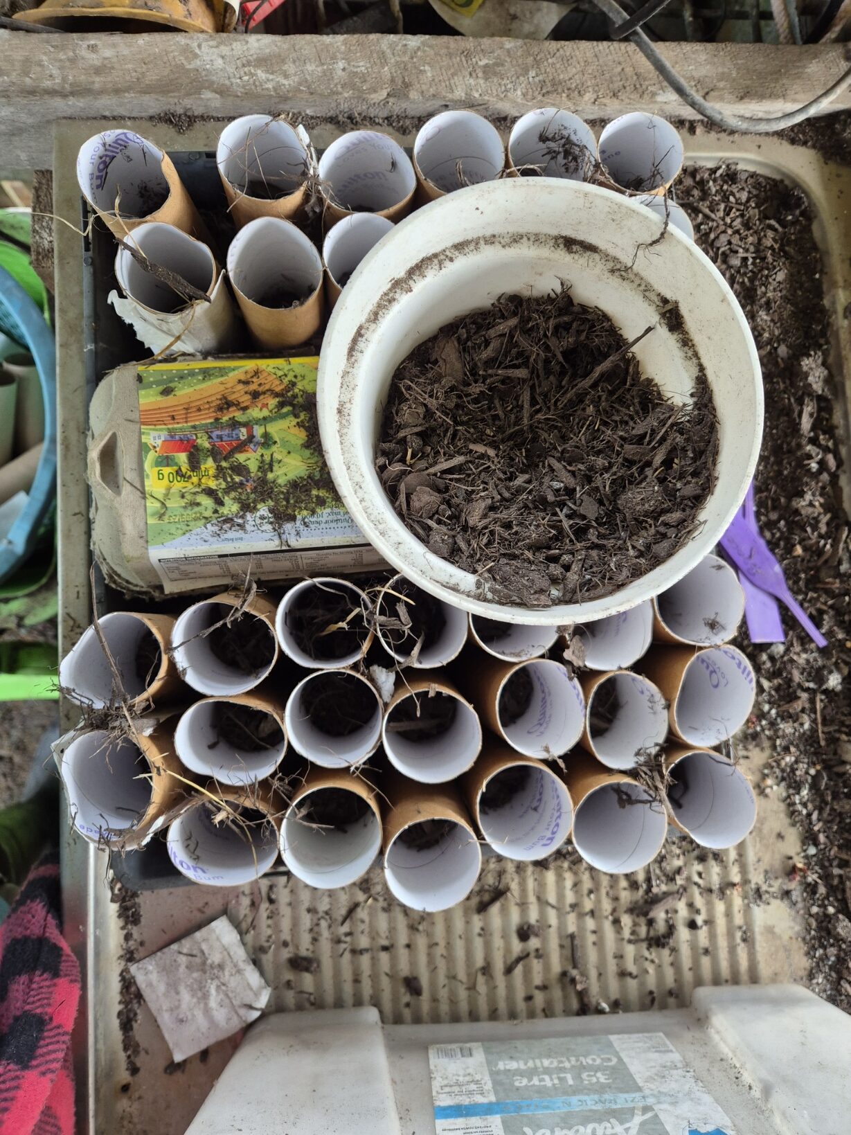 About thirty empty toilet roll tubes standing packed tightly together in an old metal tray, each filled with dark seed raising mix, a white bowl of mix and a seed packet beside them on the potting bench