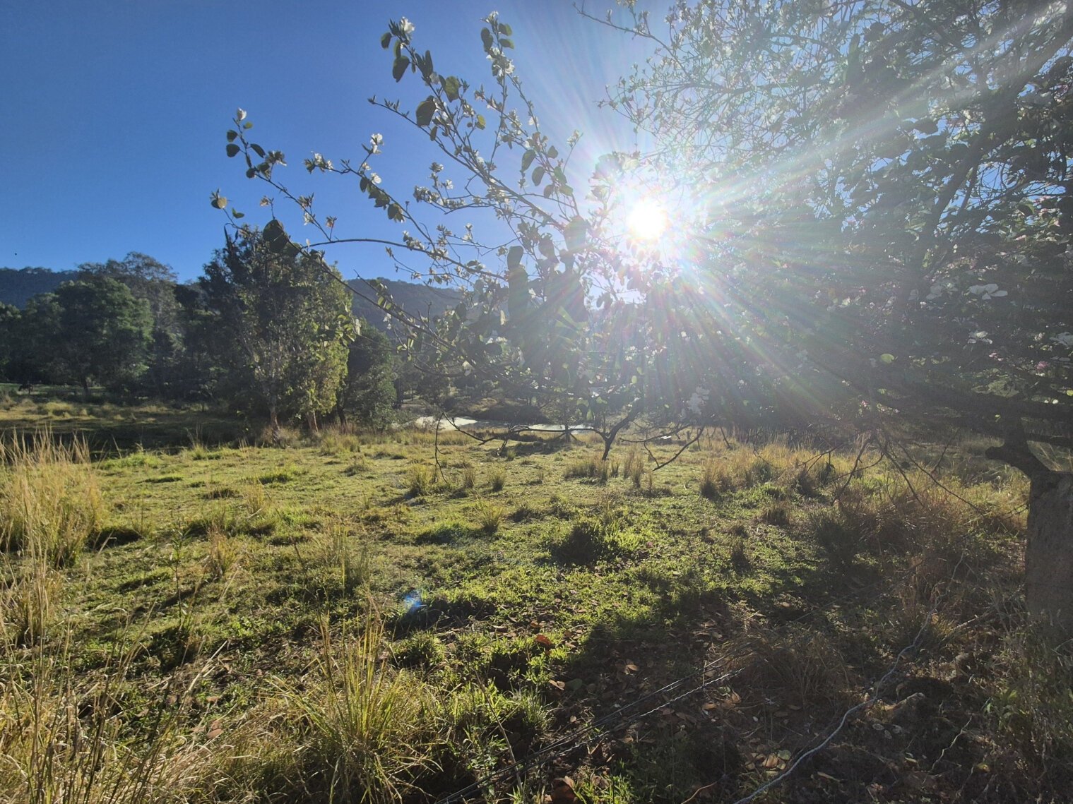 A mulberry tree in flower standing in open paddock at sunrise, backlit, whole tree form visible with grass beneath and a fence line behind