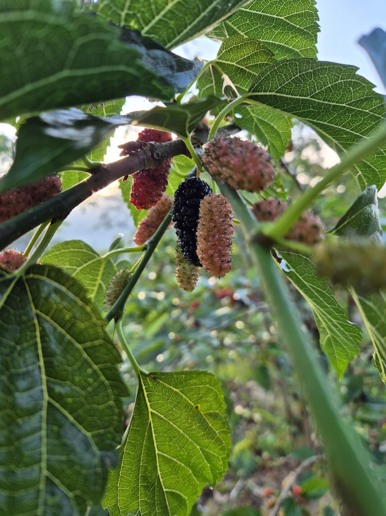 Close up view of a mulberry branch showing the full ripening sequence on one stem: green, cream, pink, red and deep purple black fruit together