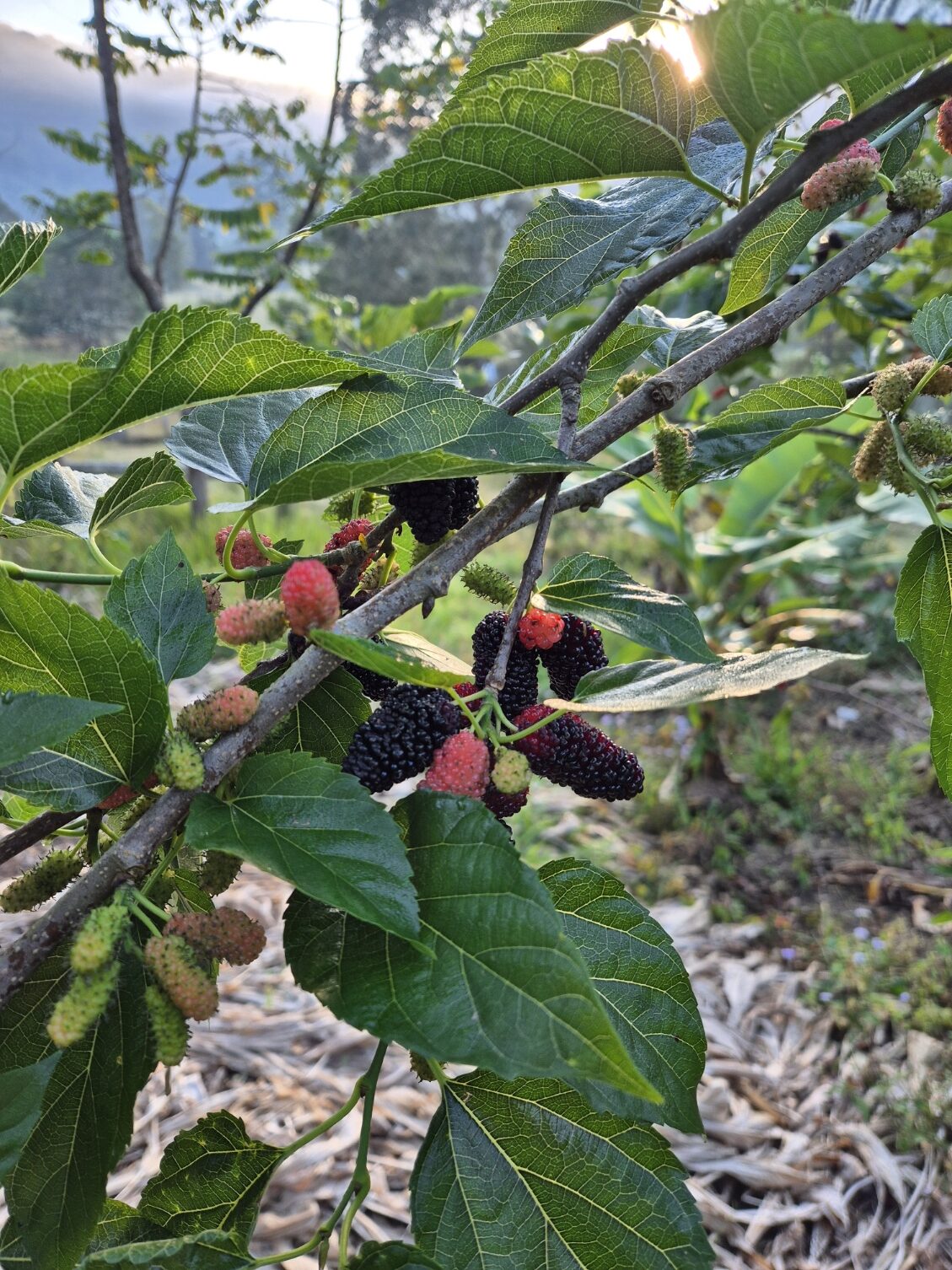 Heavy mulberry crop along a branch in early morning light with valley mist behind and thick straw mulch beneath the tree
