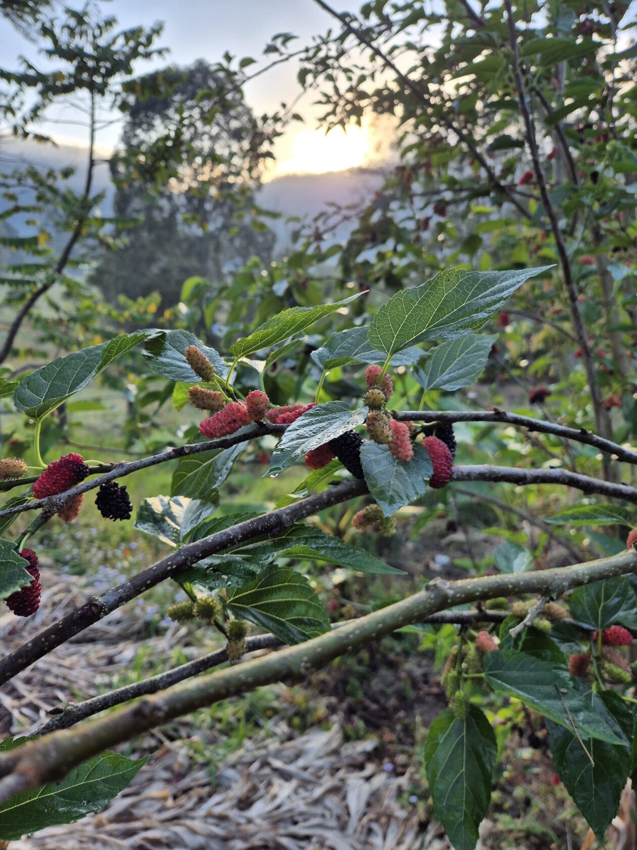 Growing Mulberries: The Fruit You Cannot Buy