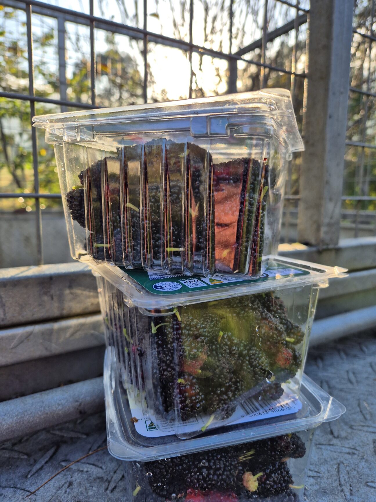 Three stacked punnets filled with long dark mulberries in morning light, a few green unripe fruit visible among them