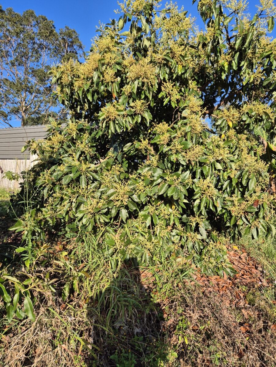 Growing Avocados at Home: The Hass and Shepard Pair