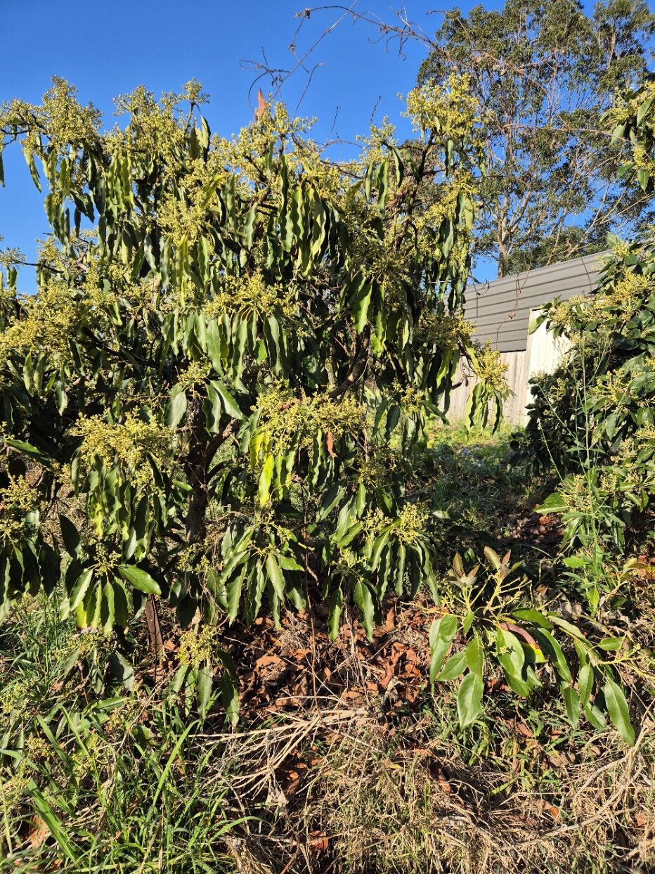A Hass avocado tree in flower with an open branch framework, narrow drooping leaves and a thick layer of leaf litter beneath it