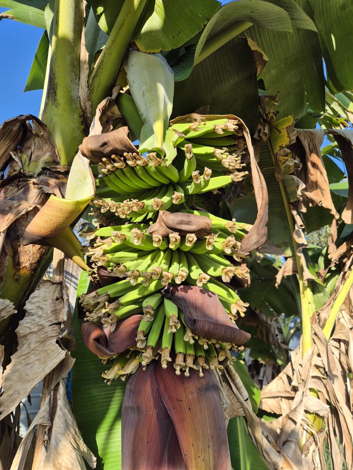 Reading a Banana Bunch: What To Do And When