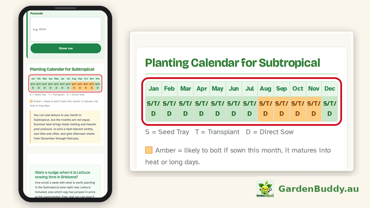 The same lettuce planting calendar on a phone, with the amber months zoomed in on the right