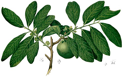 Black Sapote