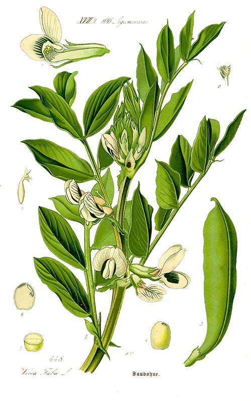 Broad Beans