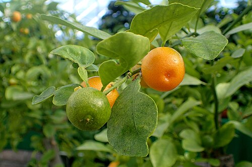 Calamondin