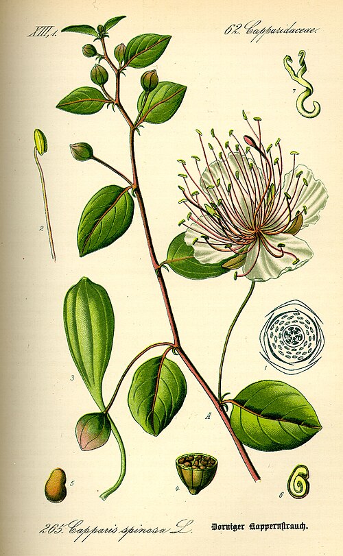 Caper