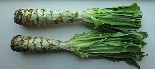 Celtuce