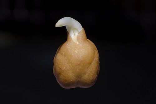 Chickpeas