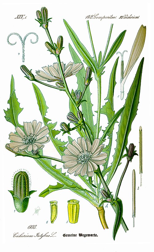 Chicory and Radicchio