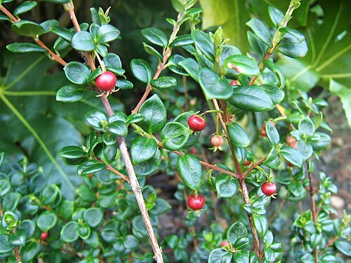 Chilean Guava
