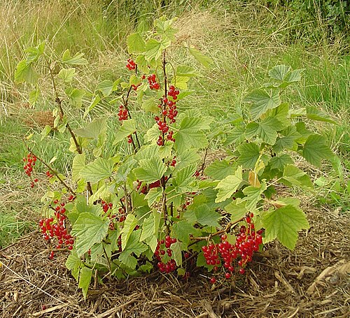 Currants