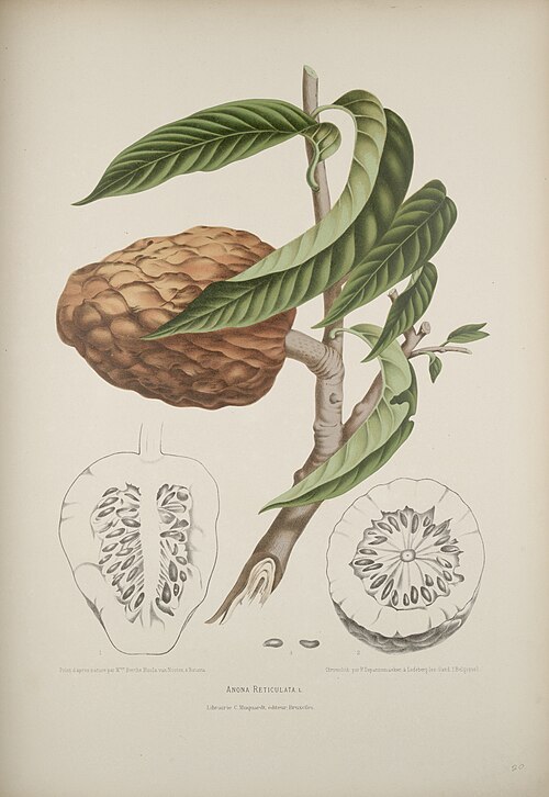 Custard Apple