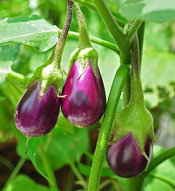 Eggplant (Aubergine)