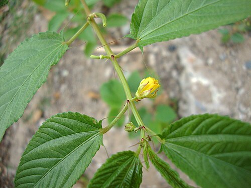 Egyptian Spinach