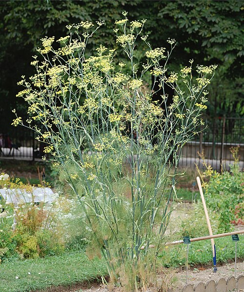 Florence Fennel