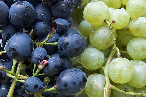 Grape