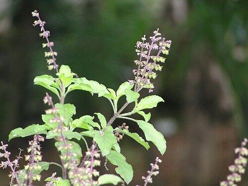 Holy Basil