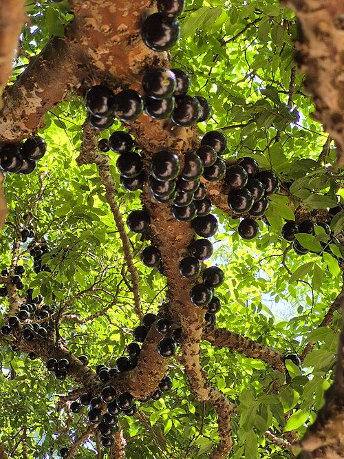 Jaboticaba