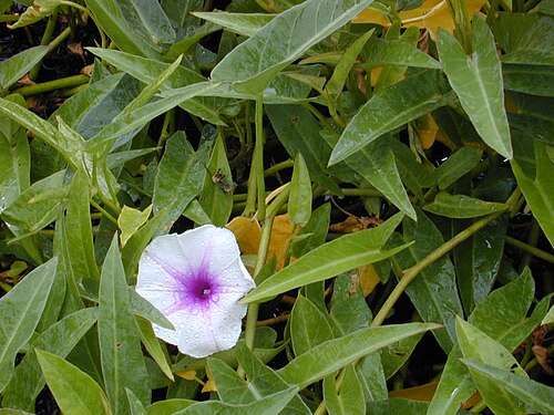 Kangkong