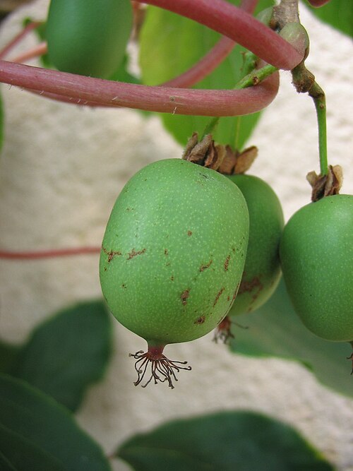 Kiwiberry