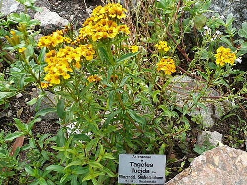 Mexican Tarragon