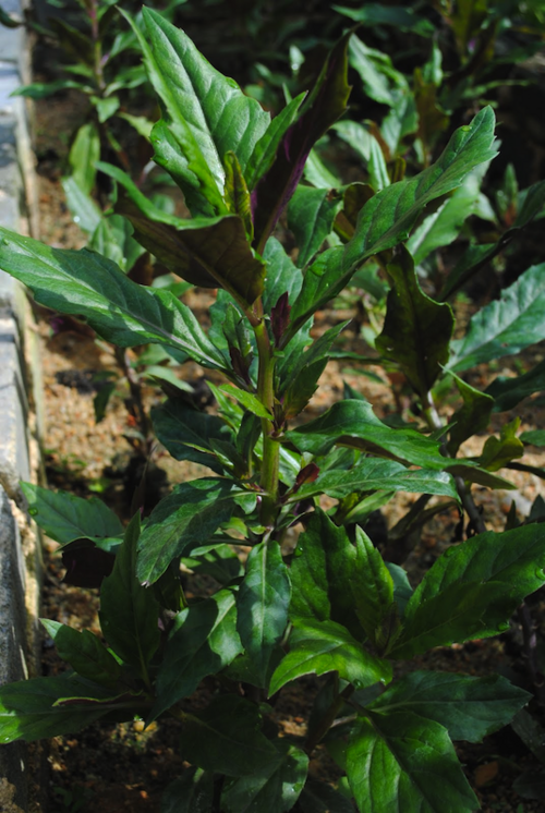 Okinawa Spinach