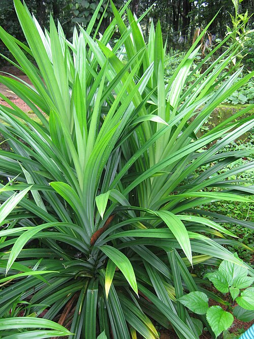 Pandan