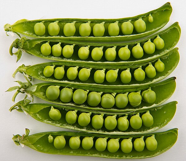 Peas (Garden/Shelling)