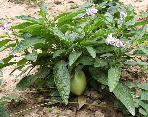 Pepino
