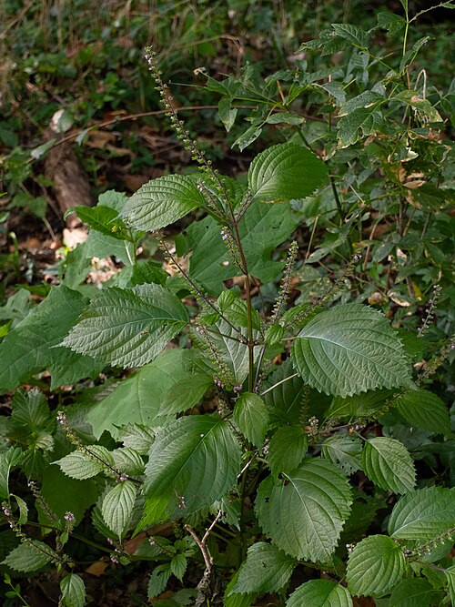 Perilla