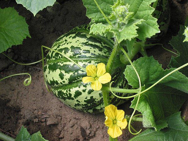 Rockmelon (Cantaloupe)