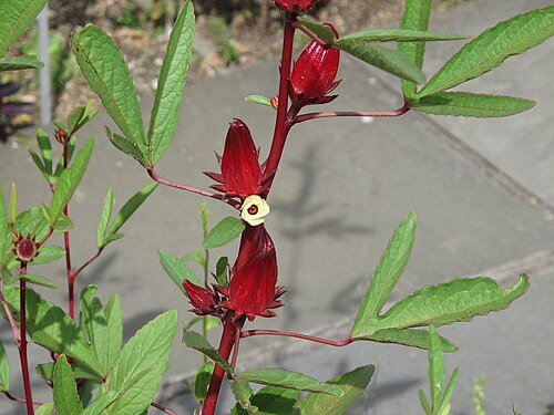 Rosella