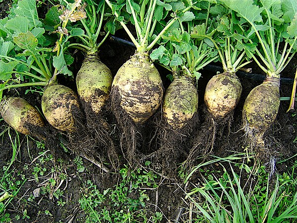 Rutabaga (Swede)