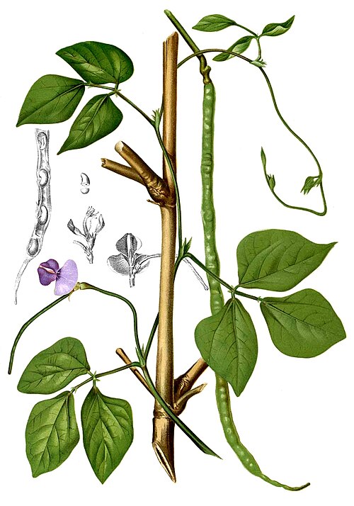 Snake Beans