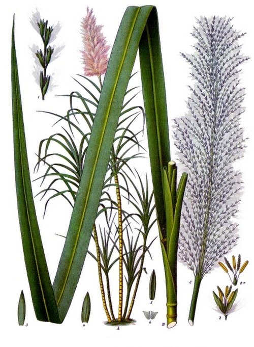Sugar Cane