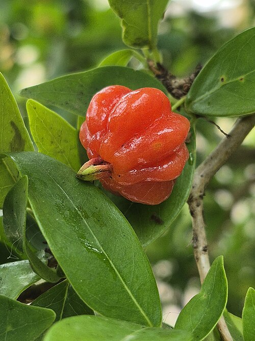 Surinam Cherry
