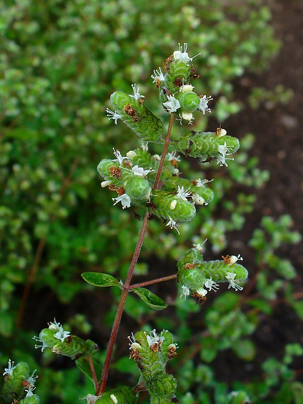 Sweet Marjoram