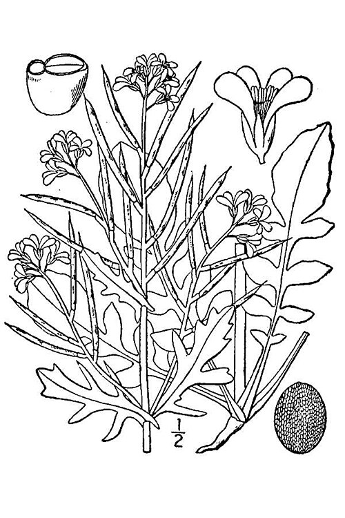 Upland Cress