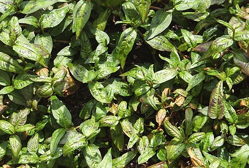 Vietnamese Mint